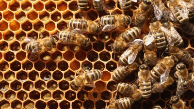 Klöckner will Bienen besser schützen – sind „systemrelevant“