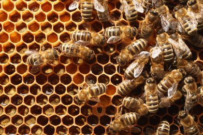 Klöckner will Bienen besser schützen – sind „systemrelevant“