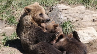 Mutterschutz bei Braunbären: Sie nutzen ihre Jungen als eine Art Schutz gegen Jäger