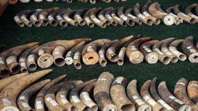 Zum Schutz der Elefanten: Afrikanische Länder rufen EU zum Ausstieg aus Elfenbein-Handel auf