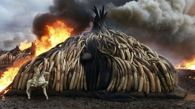 WWF will Internet weltweit für illegalen Artenhandel schließen