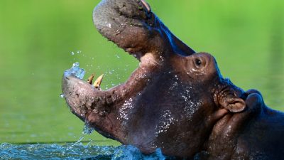 Tierschützer: Flusspferde nächste Opfer der Gier nach Elfenbein – EU größter Importeur von Schnitzereien
