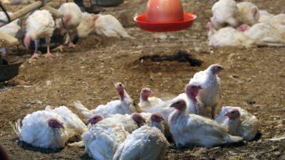 EU-Kommission: Bio-Hennen-Ställe zu groß