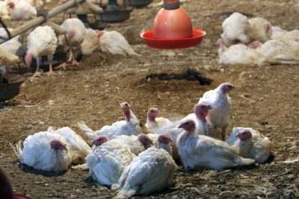 EU-Kommission: Bio-Hennen-Ställe zu groß