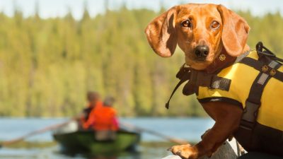 Hunde in Seenot bellen verzweifelt um Hilfe – Ein unerwarteter Held rettet den Tag
