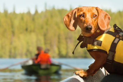 Hunde in Seenot bellen verzweifelt um Hilfe – Ein unerwarteter Held rettet den Tag