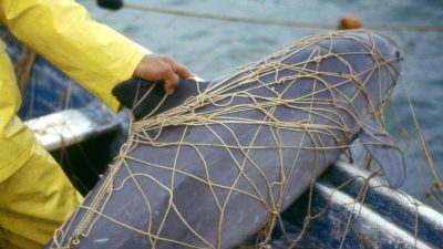 Jagd auf das „Kokain des Meeres“ bedroht Schweinswale