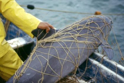 Jagd auf das „Kokain des Meeres“ bedroht Schweinswale