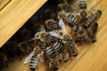 Gefahr von eingeschleppten Krankheiten: Imkerverbände warnen vor Importbienen