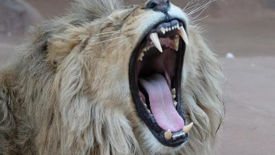 Löwen, Tiger, Jaguar und Bär: Raubtiere aus Eifel-Zoo „in ihrem Gehege“