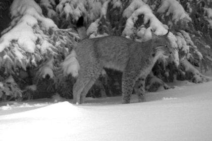 Der Luchs ist zurück im Thüringer Wald
