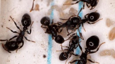 Ameisen gehen auch auf Raubzüge, halten Sklaven und sind aggressiv