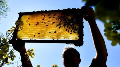 Deutschland importiert mehr Honig