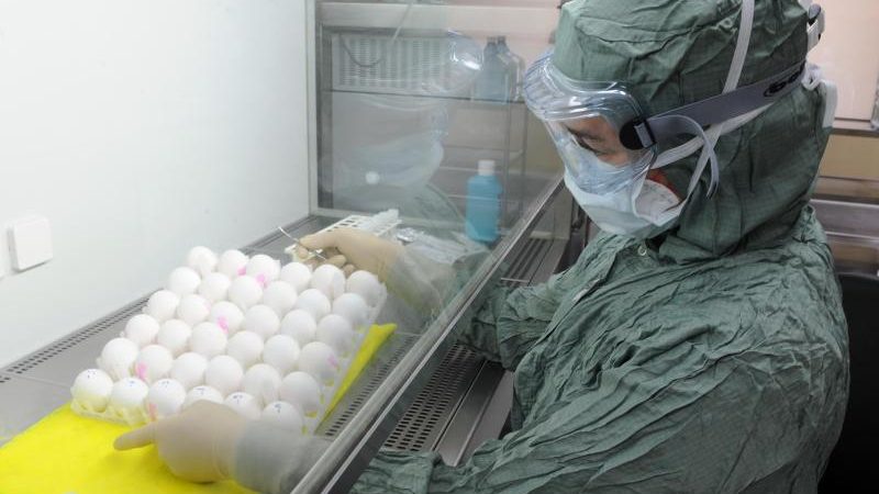 500 Millionen Eier für Grippe-Impfstoff nötig