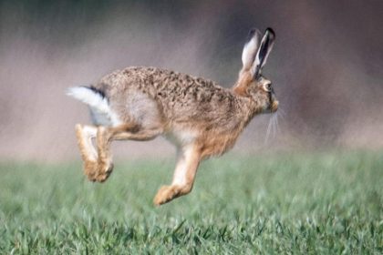 „Traditionshase“ statt Osterhase: Heftige Diskussion über „Abendländische Kultur“ auf Twitter