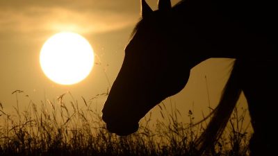 Totes Pferdemädchen in Hofheim: 22-Jährige in Kopf geschossen – Tatverdächtiger (55) bestreitet Vorwürfe