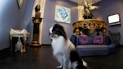 Deutsche geben mehr Geld für Katze, Hund und Co. aus