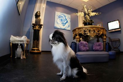 Deutsche geben mehr Geld für Katze, Hund und Co. aus