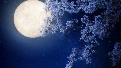 Kirschblüte bei der Nacht – Von Barthold Heinrich Brockes