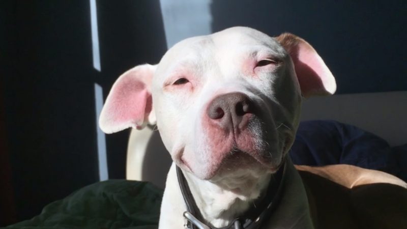 Der lächelnde Pitbull – seit seiner Rettung ist er der glücklichste Hund!