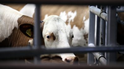 EU-Recht: Hochschwangere Kuh soll illegalen Grenzübertritt mit dem Leben bezahlen