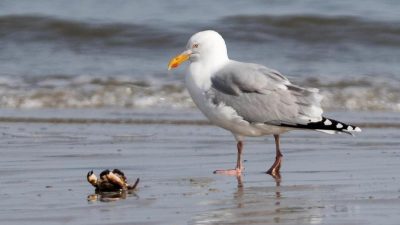 Vogelschutz: Drei Länder vereinbaren stärkeren Schutz des Wattenmeers