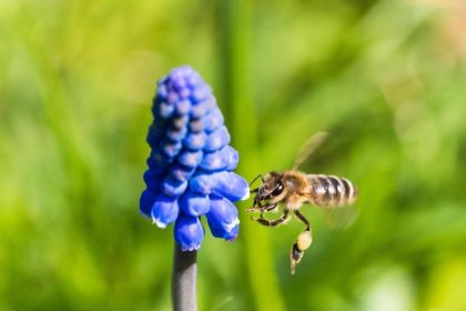 Volksbegehren “Rettet die Bienen” beginnt in Bayern