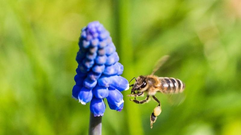 Volksbegehren „Rettet die Bienen“ beginnt in Bayern