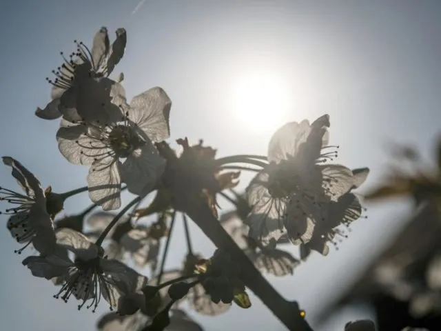 Kirschblüten leuchten in Herdecke in der Sonne. Foto: Bernd Thissen/dpa