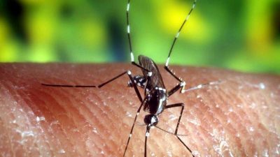 Warnsignal: Studie untermauert Furcht vor Ausbreitung resistenter Malaria-Erreger in Afrika
