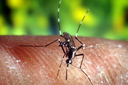 Warnsignal: Studie untermauert Furcht vor Ausbreitung resistenter Malaria-Erreger in Afrika