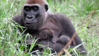 Mehr freilebende Gorillas und Schimpansen als gedacht