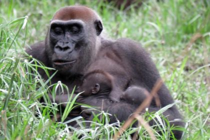 Mehr freilebende Gorillas und Schimpansen als gedacht