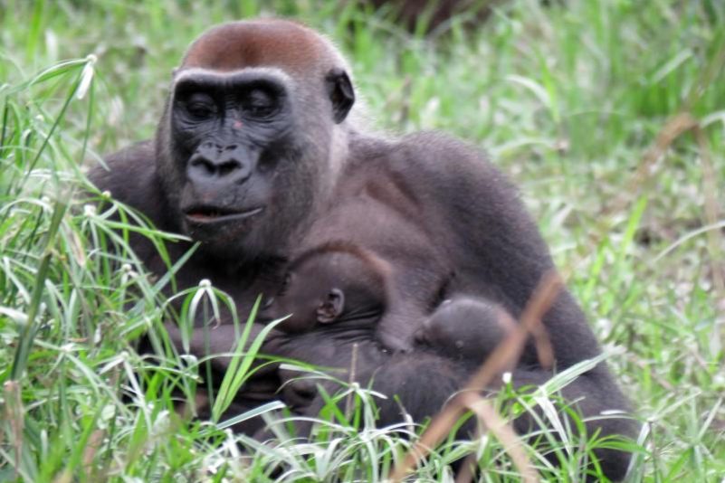 Mehr freilebende Gorillas und Schimpansen als gedacht