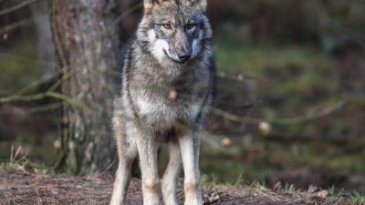 Niedersächsische Landwirtschaftsministerin will Ausbreitung von Wölfen begrenzen