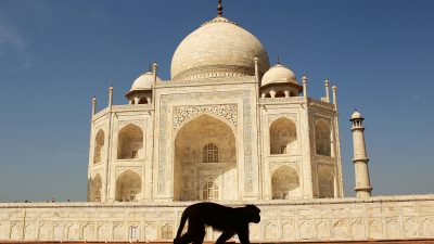 Bitte nicht füttern: Affen verletzen französische Touristen vor Taj Mahal