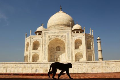 Bitte nicht füttern: Affen verletzen französische Touristen vor Taj Mahal