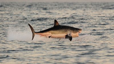 Fischer fangen Weißen Hai im Mittelmeer