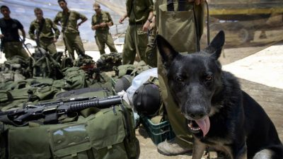 Tierische Soldaten: Kamerahunde statt Drohnen für die Bundeswehr