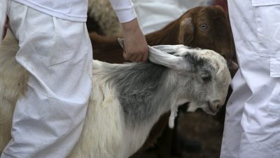 EuGH: Rituelle Schlachtungen in Europas Schlachthöfen unter strengen Vorschriften zulässig