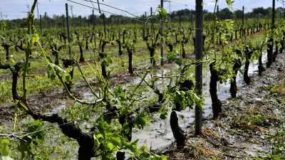 Schwere Schäden in französischen Weinbaugebieten durch Hagelstürme