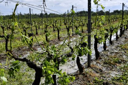 Schwere Schäden in französischen Weinbaugebieten durch Hagelstürme