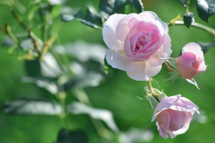Das Rosen-Innere – Von Rainer Maria Rilke