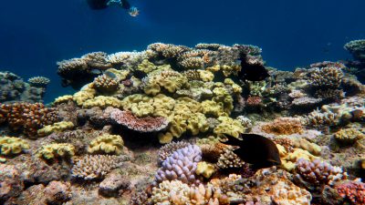 Great Barrier Reef stand in vergangenen 30.000 Jahren mehrfach vor Ausrottung