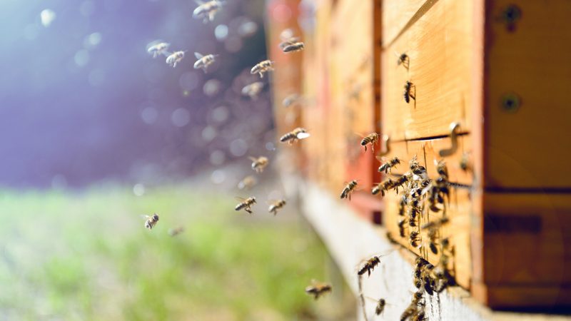 Volksbegehren „Rettet die Bienen“ wird in Bayern Gesetz