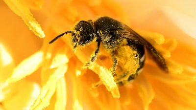 Verbot von drei bienenschädlichen Insektengiften tritt in Kraft