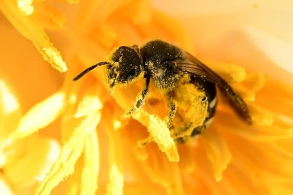 Verbot von drei bienenschädlichen Insektengiften tritt in Kraft