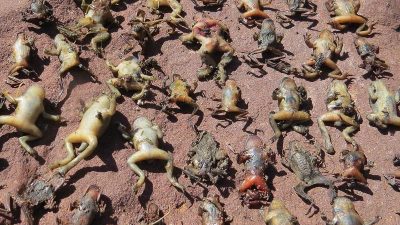 Agressiver Pilz aus Asien bedroht Frösche – Handelsverbot gefordert