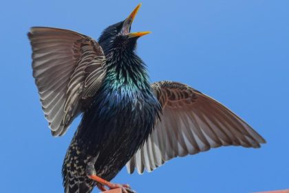 Alle Vögel sind schon da – Von Hoffmann von Fallersleben mit Video