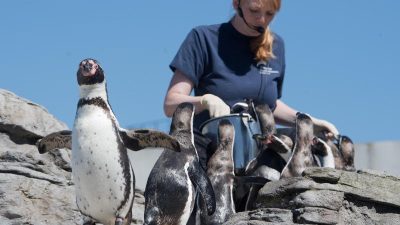 Meeresmuseum: Wie und was hören Pinguine?